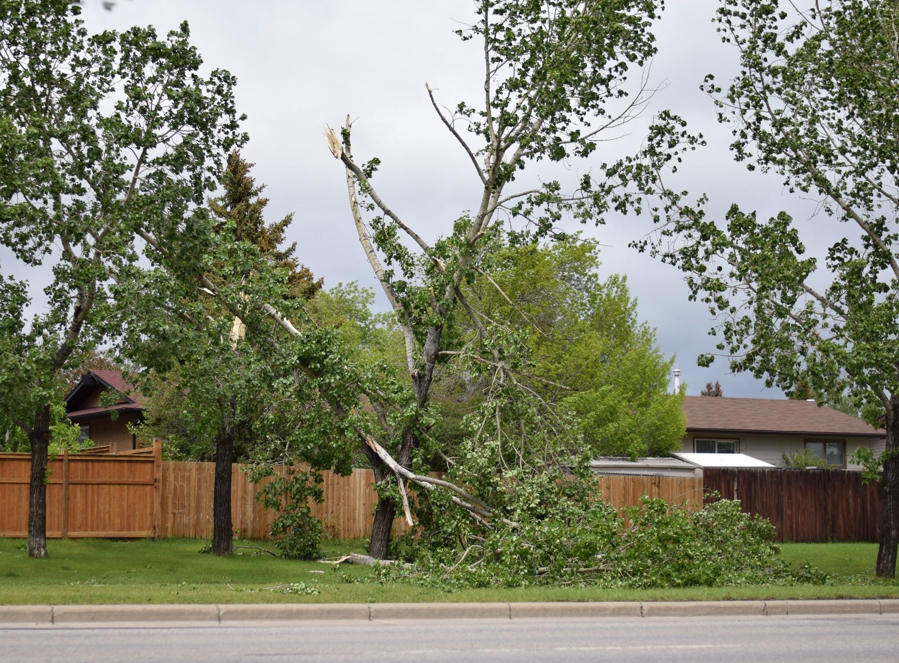 Okotoks streets and pathways littered with tree debris Local news, Weather
